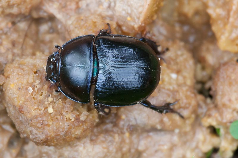 Geotrupes sp (a Dor Beetle).jpg
